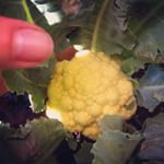 Hello Baby 👶! #cauliflower #homegrown #balconygardening #urbangardening #dailyhappa